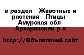  в раздел : Животные и растения » Птицы . Амурская обл.,Архаринский р-н